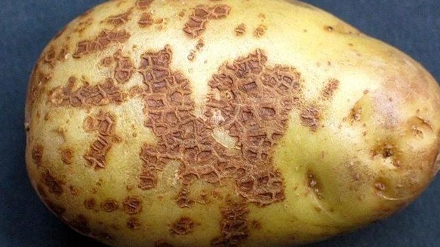 Как бороться с паршей на картофеле