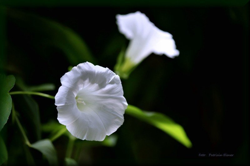 Белый цветок вьюнок