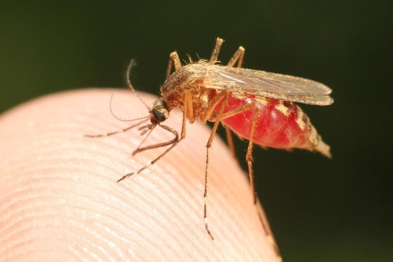 Малярийный комар укус смертельный?