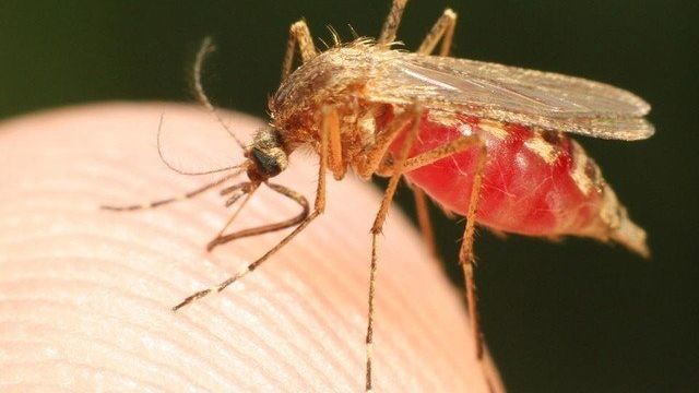 Чем опасны комары и как с ними бороться