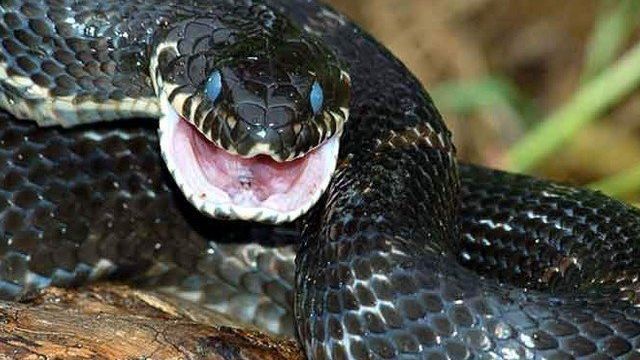 Эффективные советы по борьбе со змеями на дачном участке