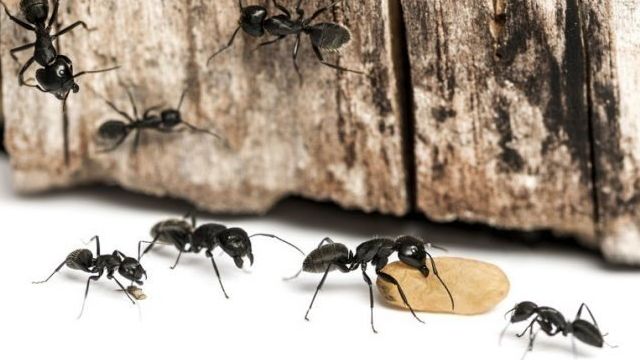 Рецепты использования борной кислоты от муравьев на огороде