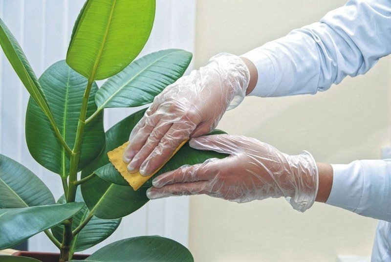 Протирать листья комнатных растений