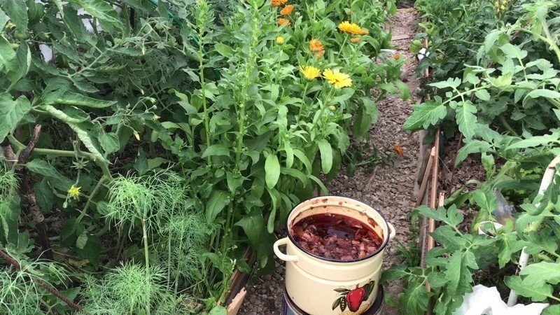 Подкормка рассады томатов шелухой лука
