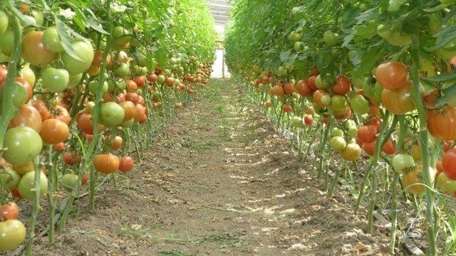 Почему долго не созревают томаты в теплице