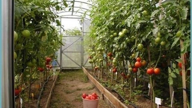 Почему не завязываются помидоры в теплице