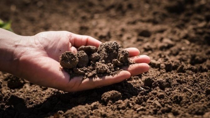 Секреты плодородной почвы